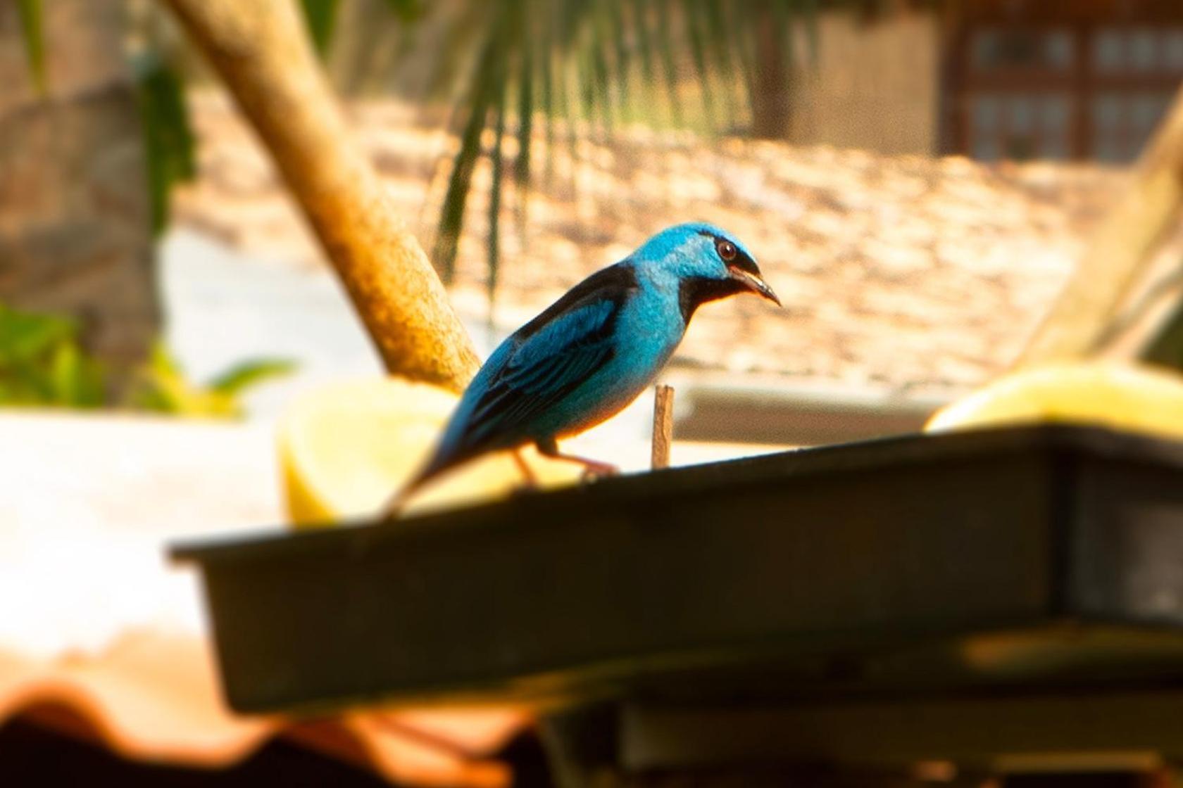 サンセバスチャン Casas Aconchegantes Com Piscina Na Encantadora Praia Das Cigarrasヴィラ エクステリア 写真